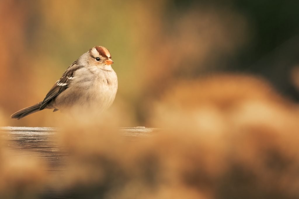 effects of noise pollution on wildlife